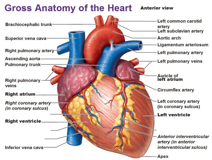 heart عرض بوربوينت