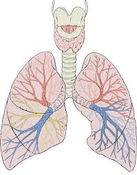 lungs