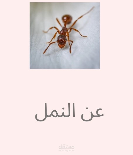 وثائقي عن النمل