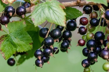 الكشمش الأسود (Black Currant) العنقود المنسي.