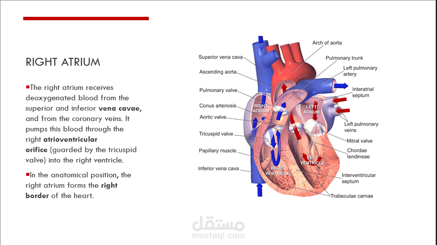 Anatomy of the heart