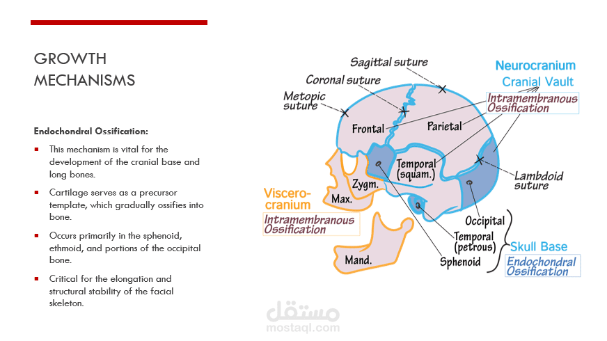 craniofacial growth and development