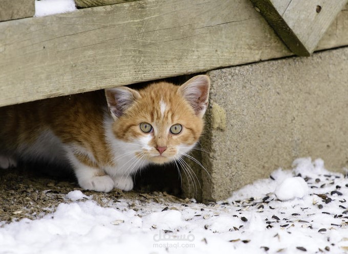 The world of homeless cats