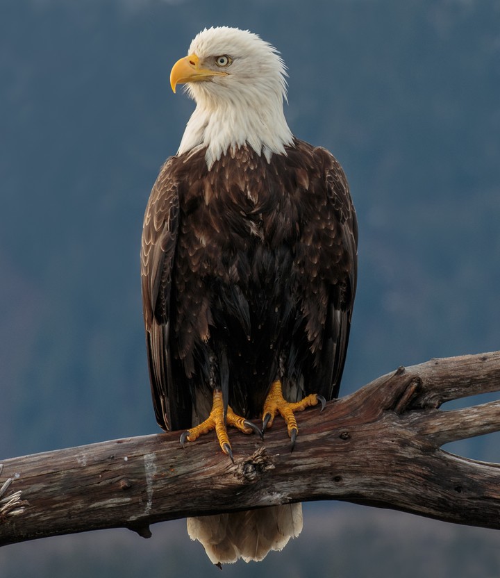 Eagle drawing