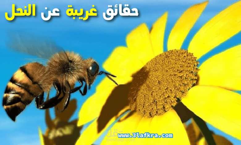 مقالة عن النحل