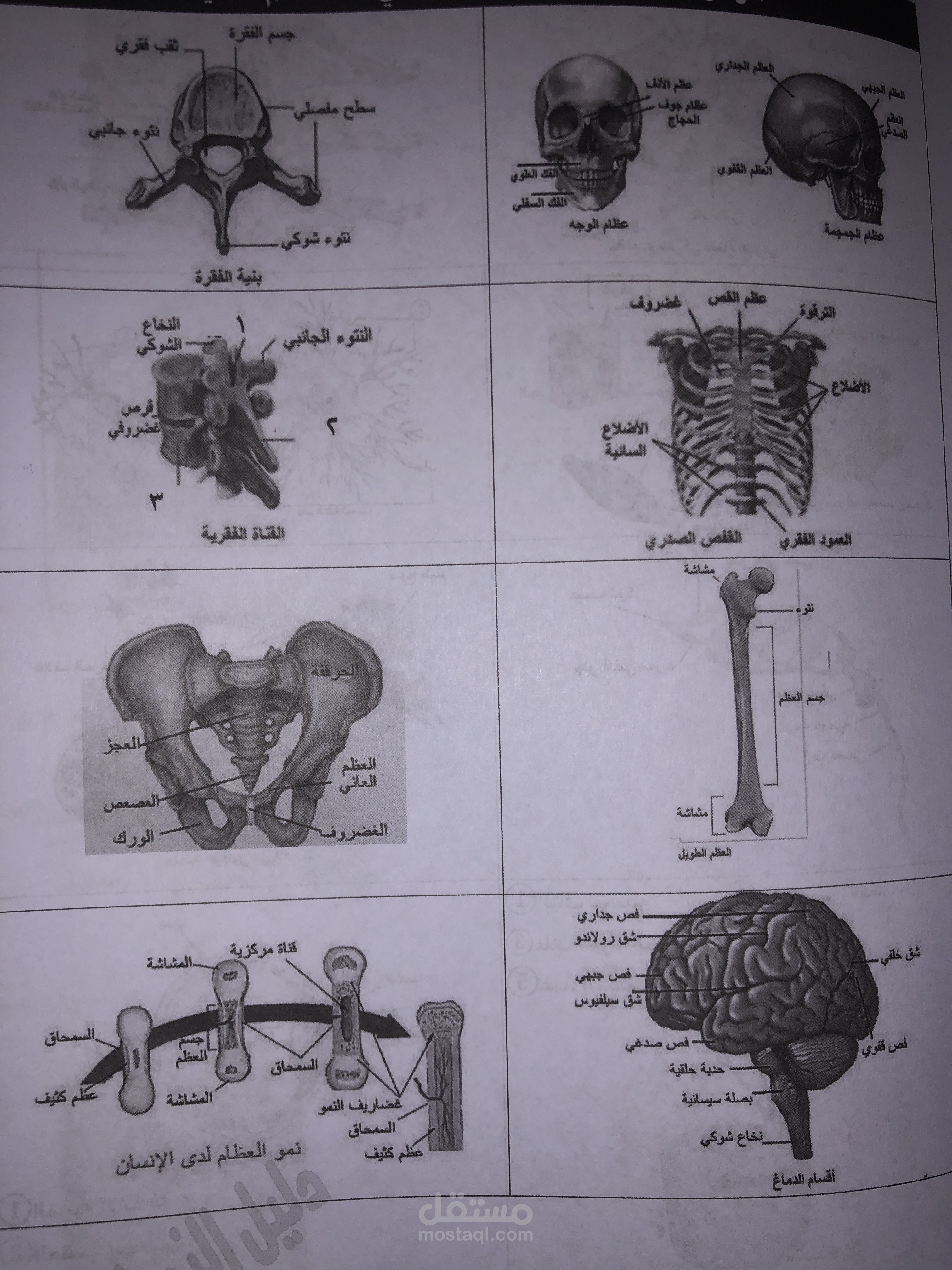 علم الاحياء مستقل