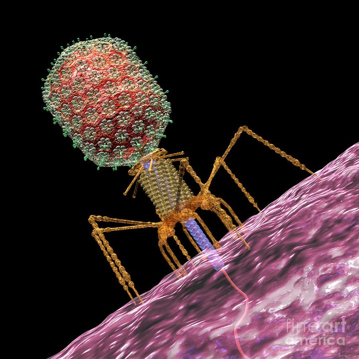 BACTERIOPHAGE