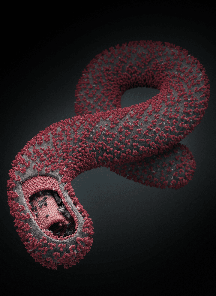 Ebola virus