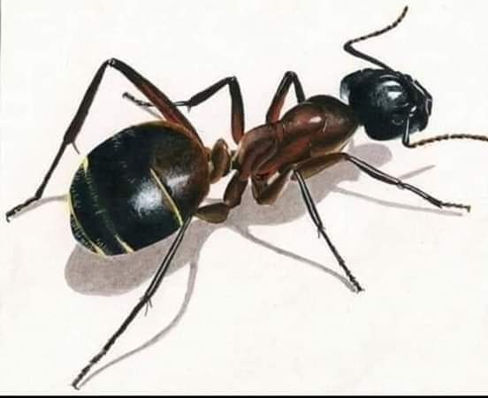 مقالة عن أسرار دفن النمل، مقابر النمل وطقوس دفنها