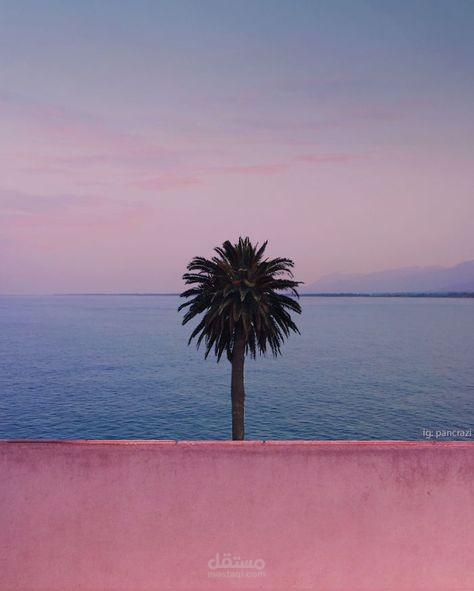 plam tree in the beach