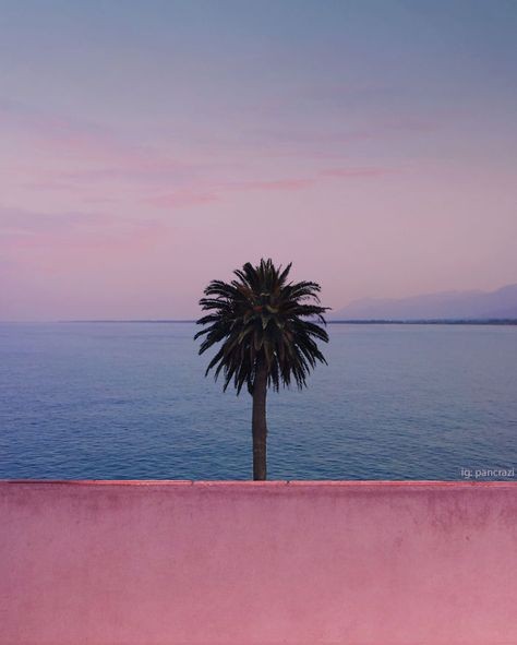 plam tree in the beach