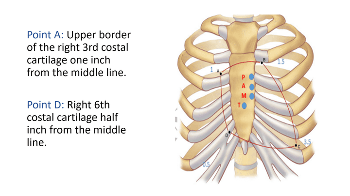 power point surface anatomy of the heart