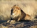 video about lions