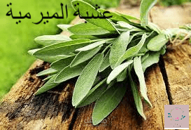 عشبة الميرمية