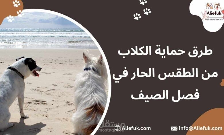 طرق حماية الكلاب من الطقس الحار في فصل الصيف