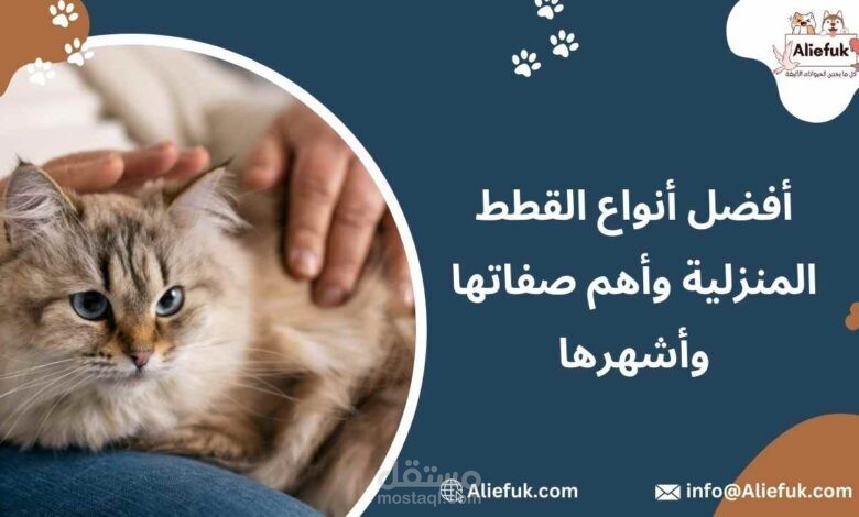 أفضل أنواع القطط المنزلية وأهم صفاتها وأشهرها