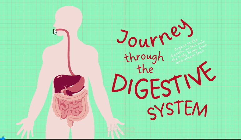 Digestive System Educational Video Illustrative Style