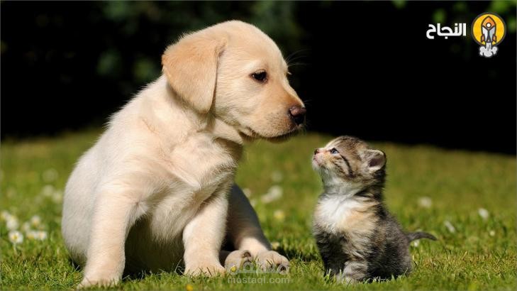 animal in our life