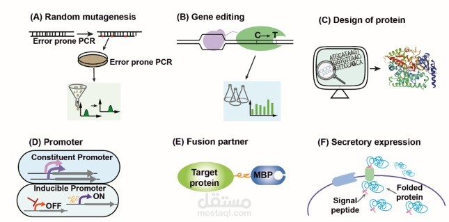 biologie molecular workshop:- Random Mutagenesis -