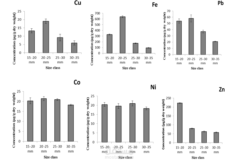 Impact of the size of commercial bivalves on bioaccumulation and depuration   of heavy metals