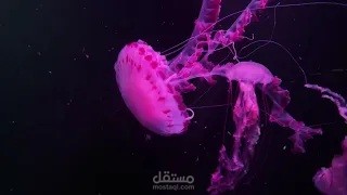 أسرار المحيط الهادئ  تعليق صوتي وثائقي