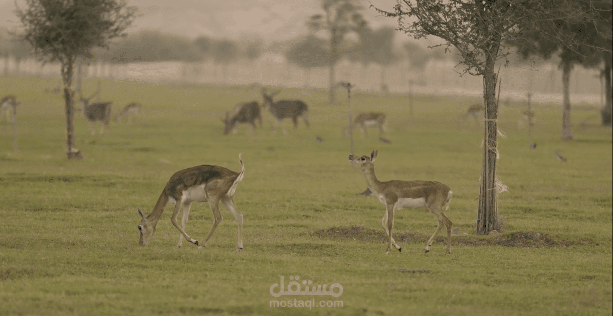 تعليق صوتي وثائقي بالعربية الفصحى