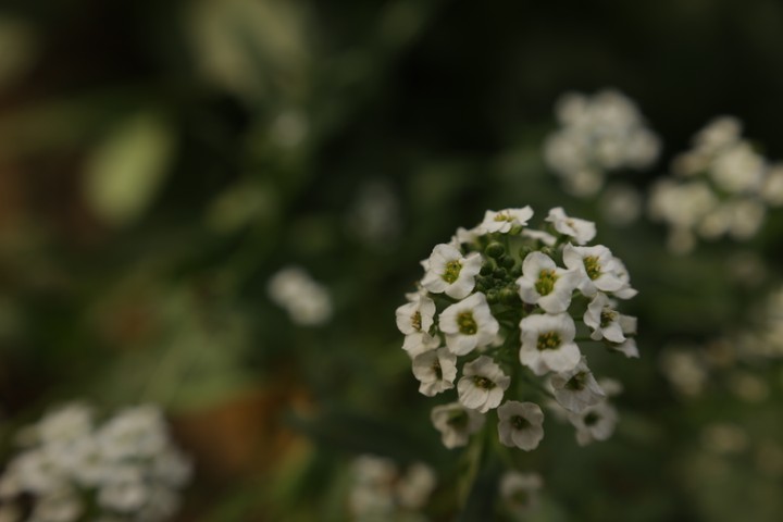 مبادرة عمرانة