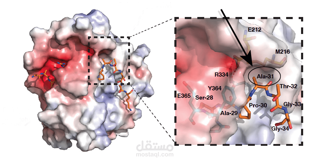 Unraveling the Mysteries of Memory: Scientists Identify Key Protein in ...
