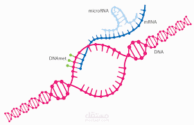 Cardiovascular Translational Research  Article MicroRNA-208a: a Good Diagnostic Marker and a Predictor of no-Reflow in STEMI Patients Undergoing Primary Percutaneuos Coronary Intervention