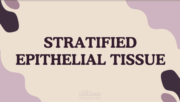 عرض تقديمي STRATIFIED EPITHELIAL TISSUE