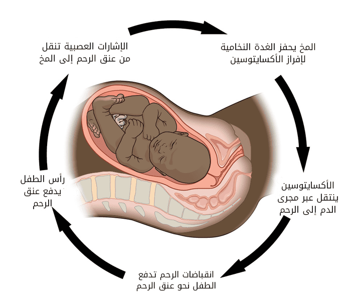 ترجمة بعض الصفحات القليلة من كتاب Openstax anatomy an physiology