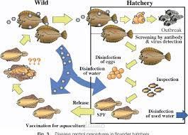 viral diseases of freshwater fish | مستقل