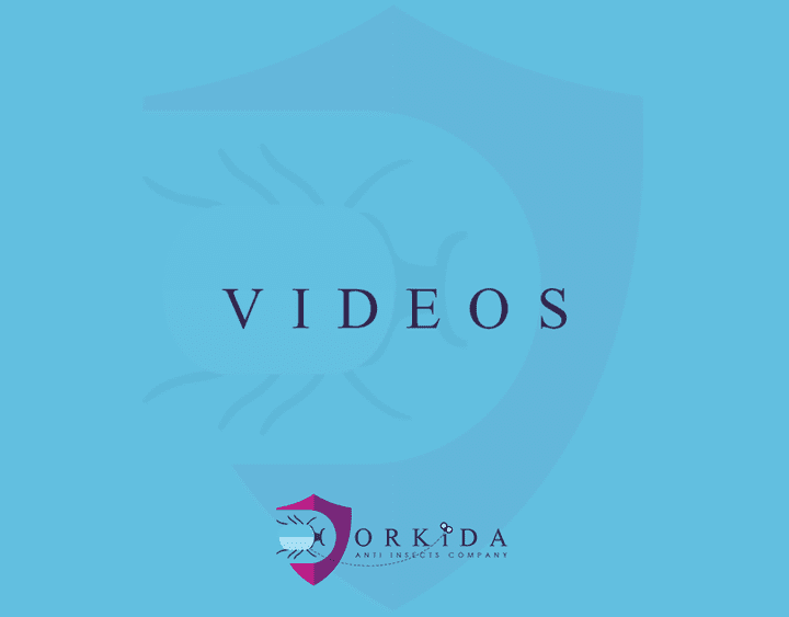 ORKIDA | VIDEOS