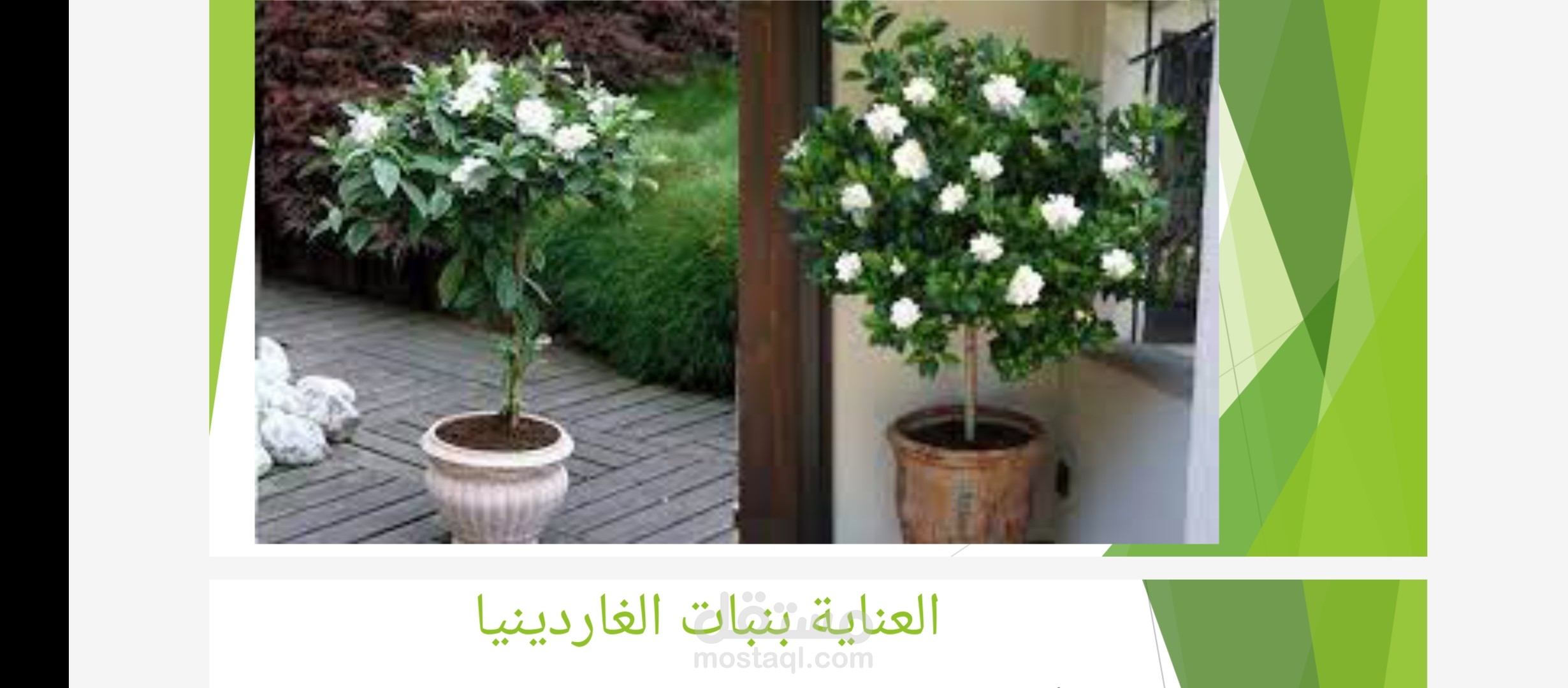 كورس زراعي شرائح بوربوينت