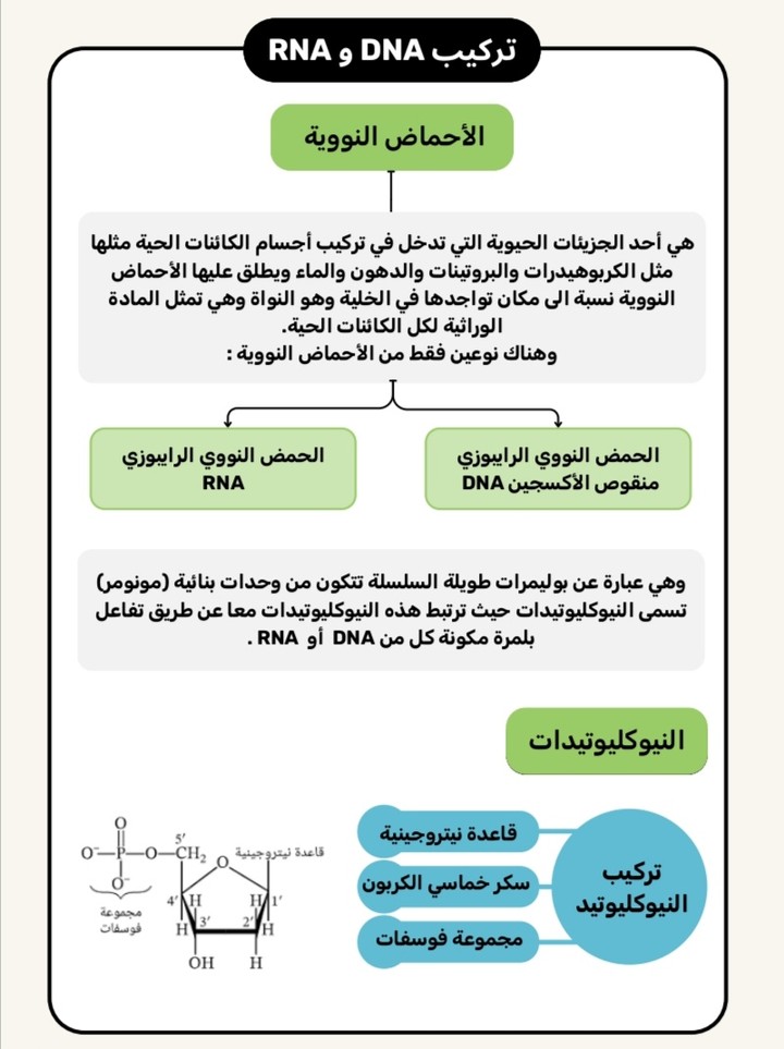 مذكرة الدرس الأول تركيب الأحماض النووية