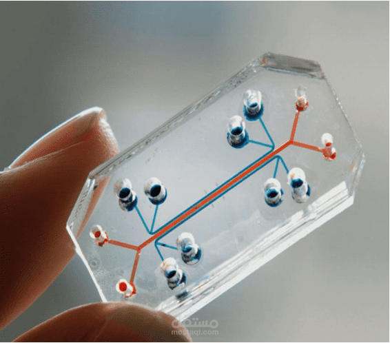 lung on chip