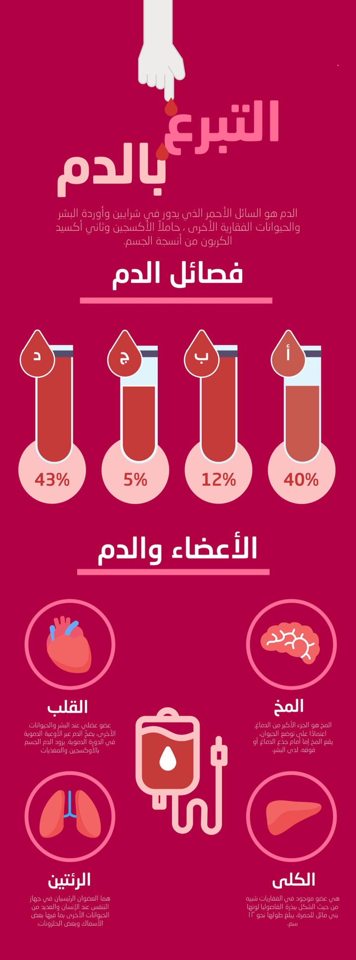 قالب يفسر الأعضاء المرتبطة بتعمليه تبرع الدم