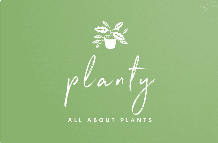 Planty