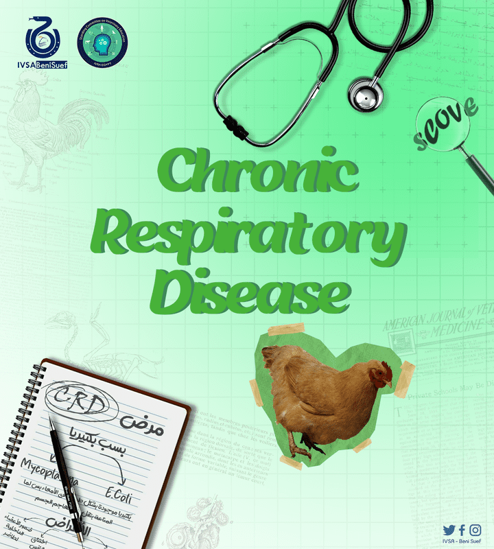 أمراض الجهاز التنفسي المزمنة في الدواجن