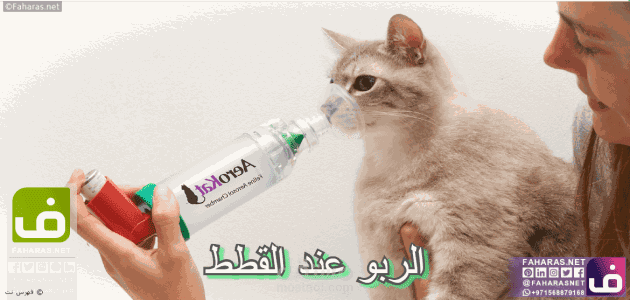 كــتابة مقــــال عن مــــرض الربـــو عـــنــد القـــطط