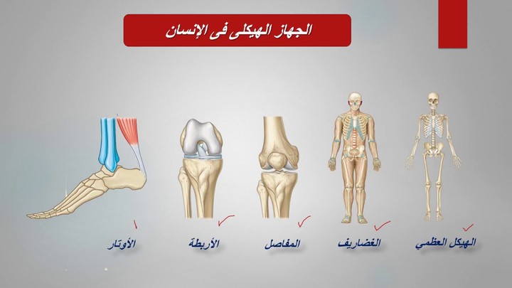 العظام هي الدعامة لجسم الأنسان و في هذا العمل يتم تلخيص ما هو متعلق بدعامة الانسان