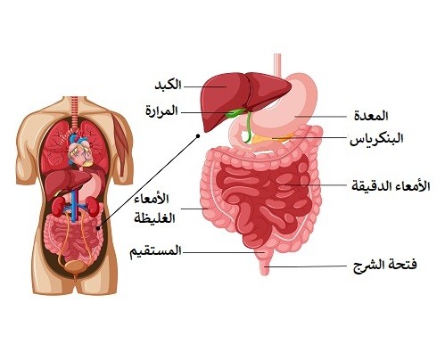 الجهاز الهضمي و كيف يعمل هو و بعض الأعضاء المجاورة علي هضم الطعام و اخراجه