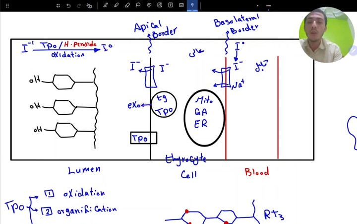 Thyroid hormone biosynsthesis