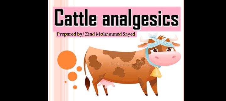 Cattle analgesics