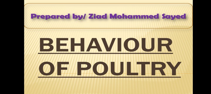 poultry behavior powerpoint