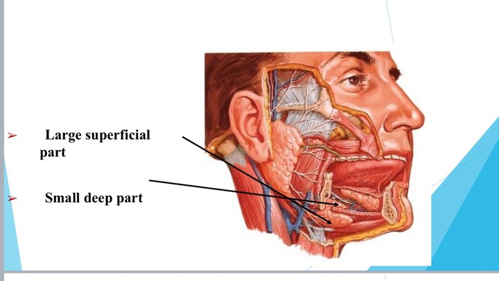 بوربوينت لشرح مادة التشريح ( anatomy )