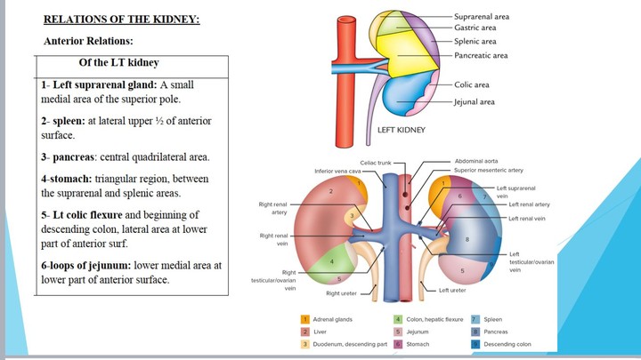 بوربوينت لشرح مادة التشريح ( anatomy )