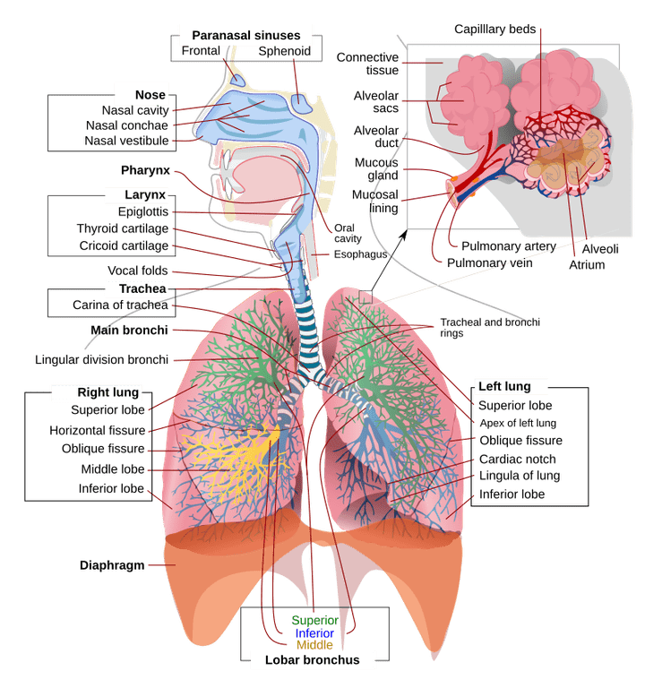 pneumonia in pediatrics