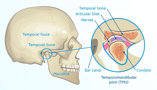 كتابة محتوى عن ال temporomandibular joint