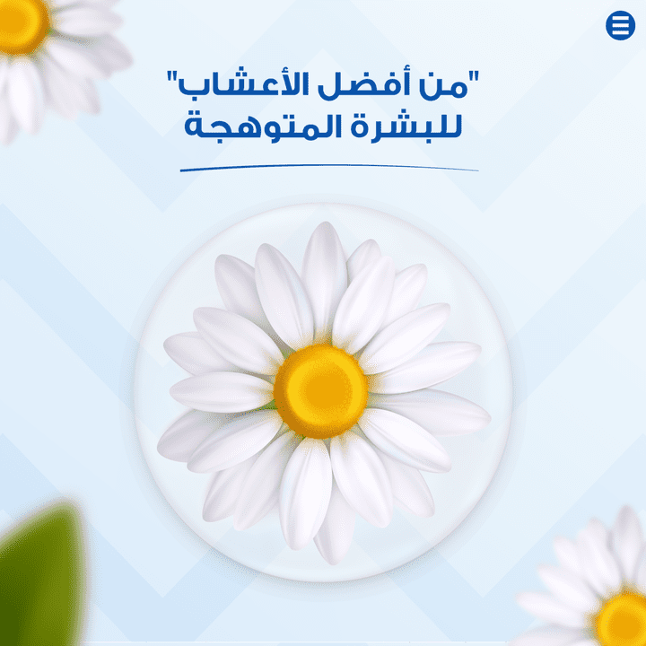 فوائد زهرة البابونج بطريقة جذابة